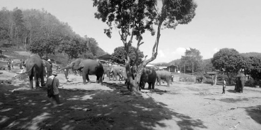 Eléphant en Thailande
