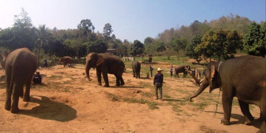 Eléphant en Thailande