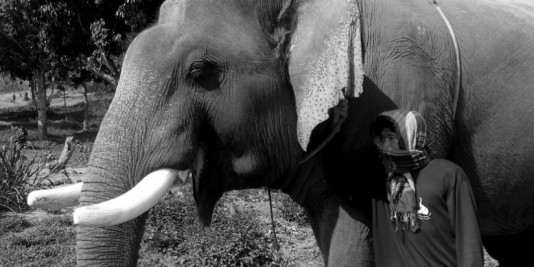 Eléphant en Thailande