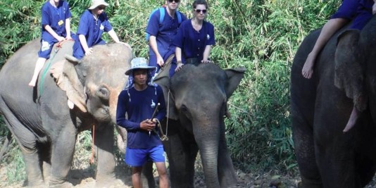 Eléphant en Thailande