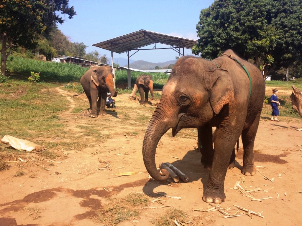 Eléphant en Thailande