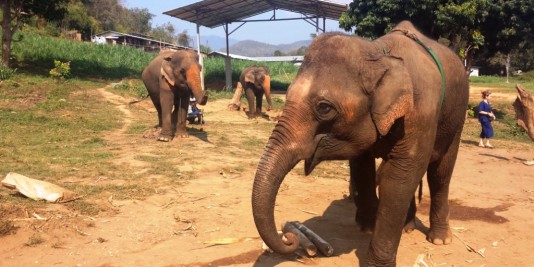 Eléphant en Thailande