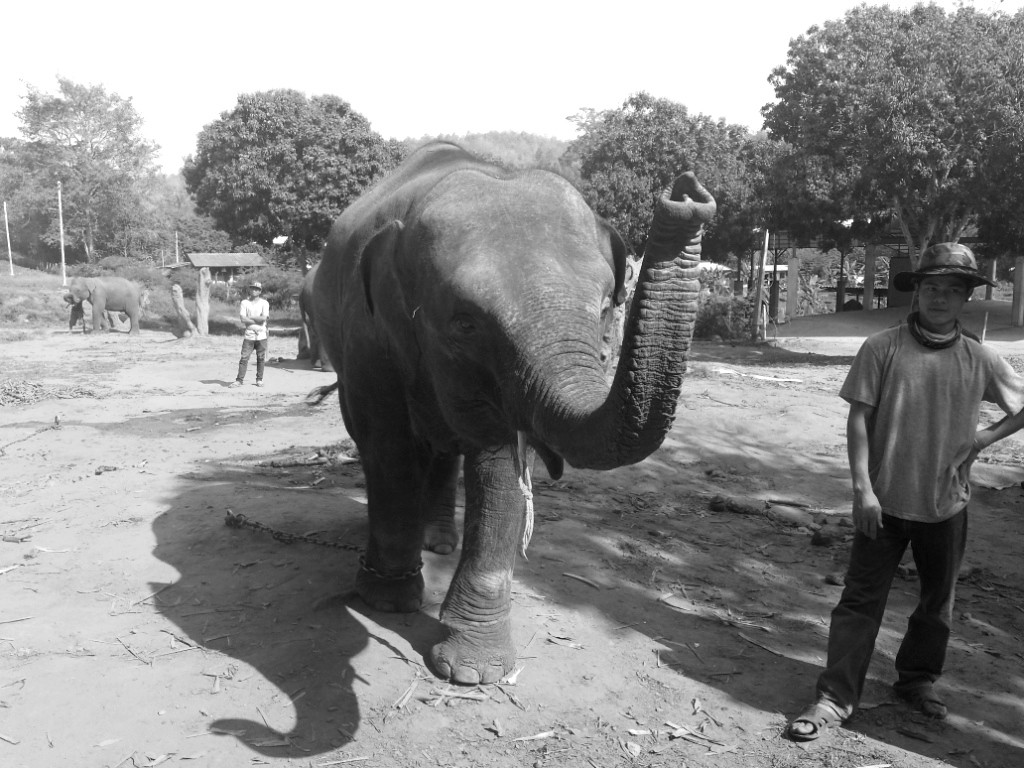 Eléphant en Thailande