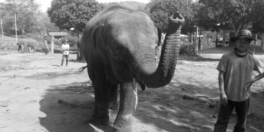 Eléphant en Thailande