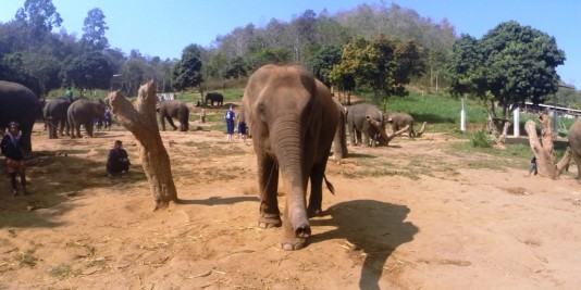 Eléphant en Thailande