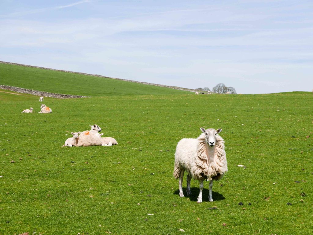 Mouton dans le peak district
