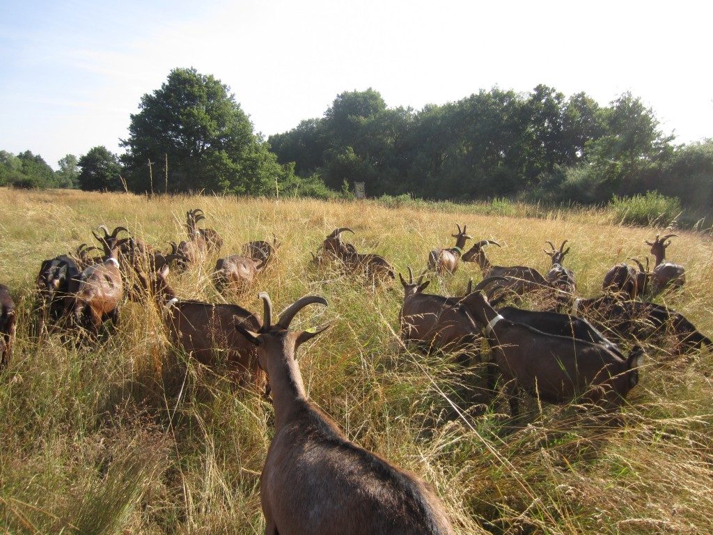 Wwoofing à la ferme en France