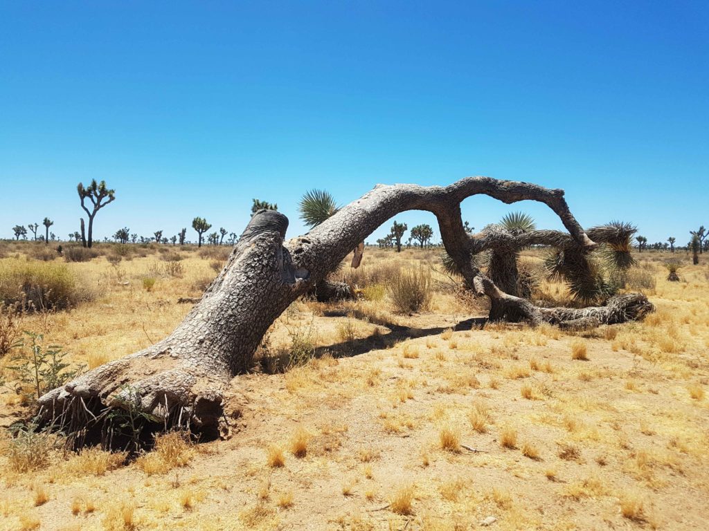 Joshua tree national park