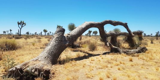 Joshua tree national park