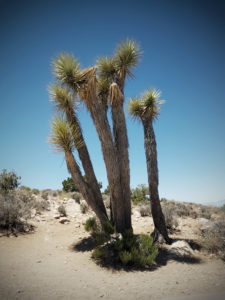 Cactus à joshua tree