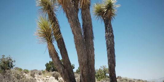 Cactus à joshua tree