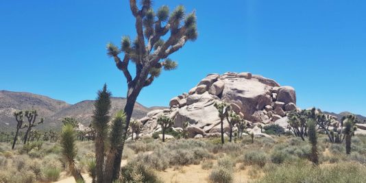 Cactus en californie