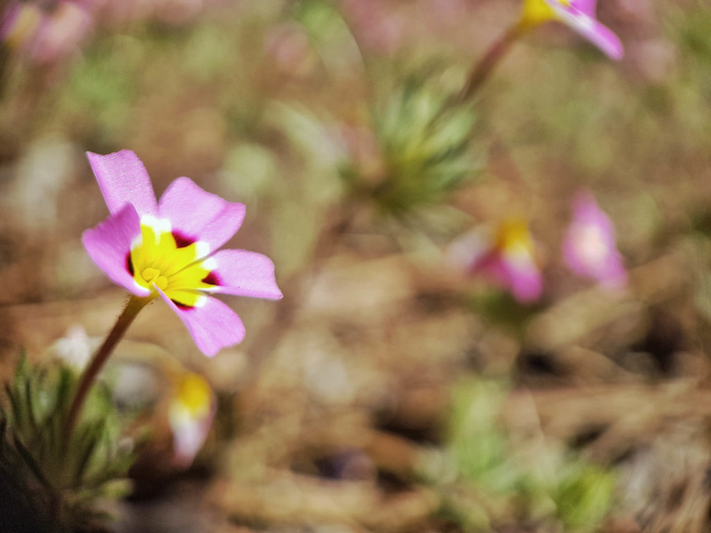 fleurs sequoia