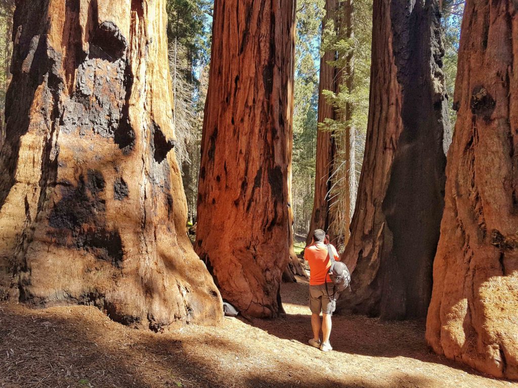 visite parc sequoia