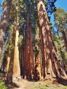 sequoias millenaires