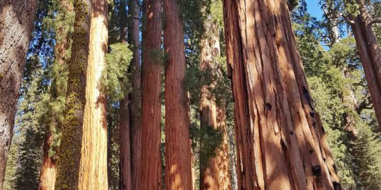 sequoias millenaires