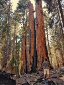 sequoias en californie