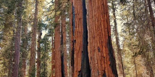 sequoias en californie
