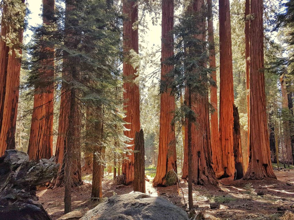 foret de sequoias