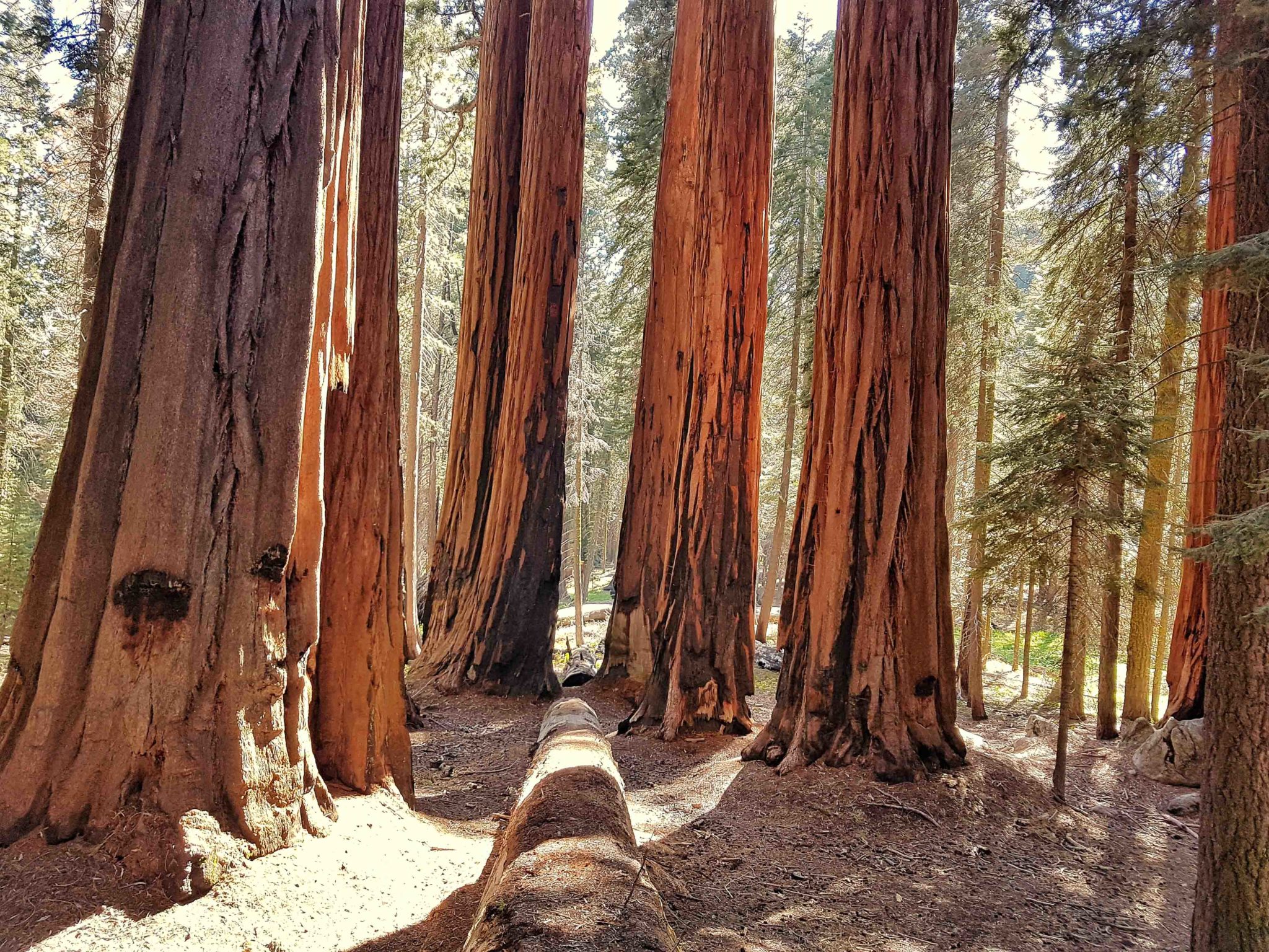 voyage en direct sequoia