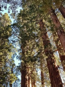 voyage à sequoia