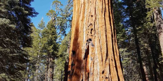 sequoia national park