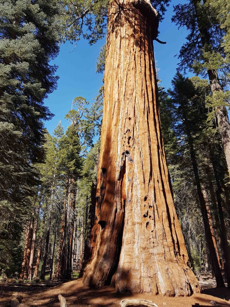 sequoia national park