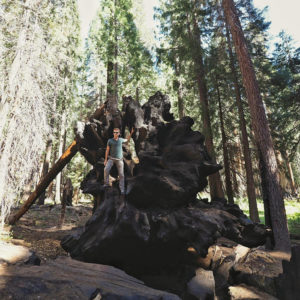 photo de sequoia