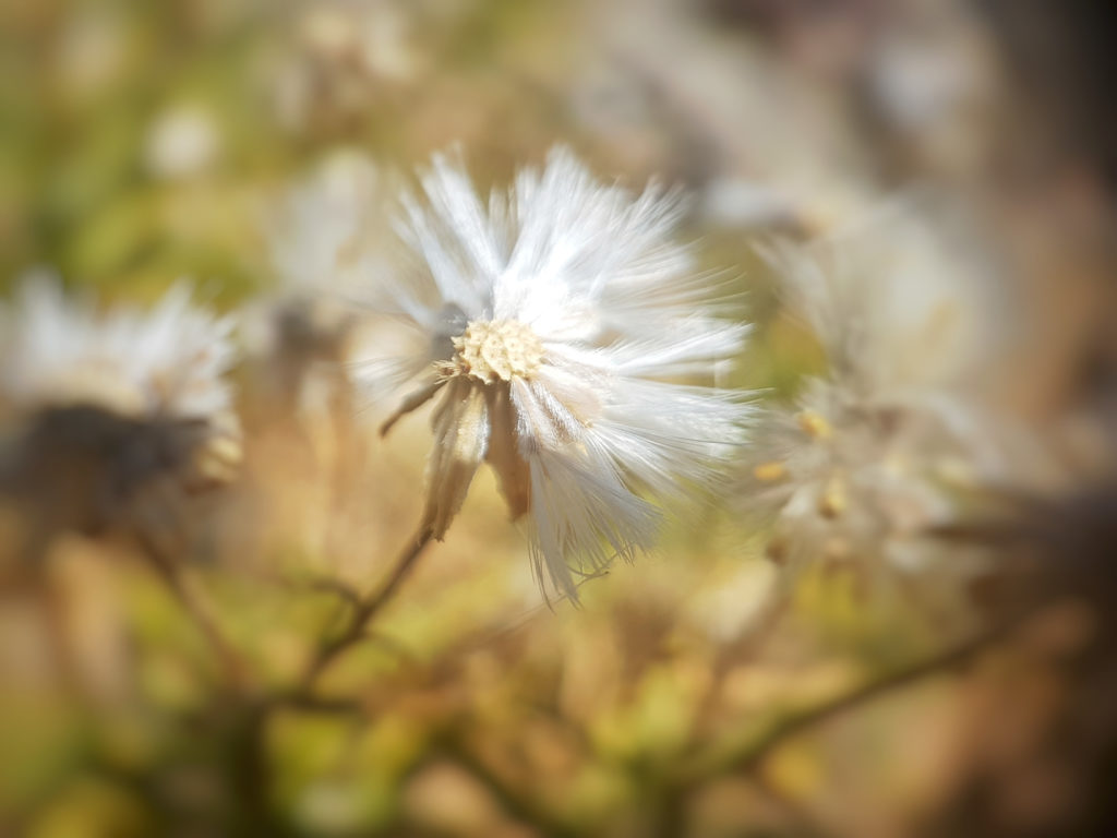 fleur dans le deser