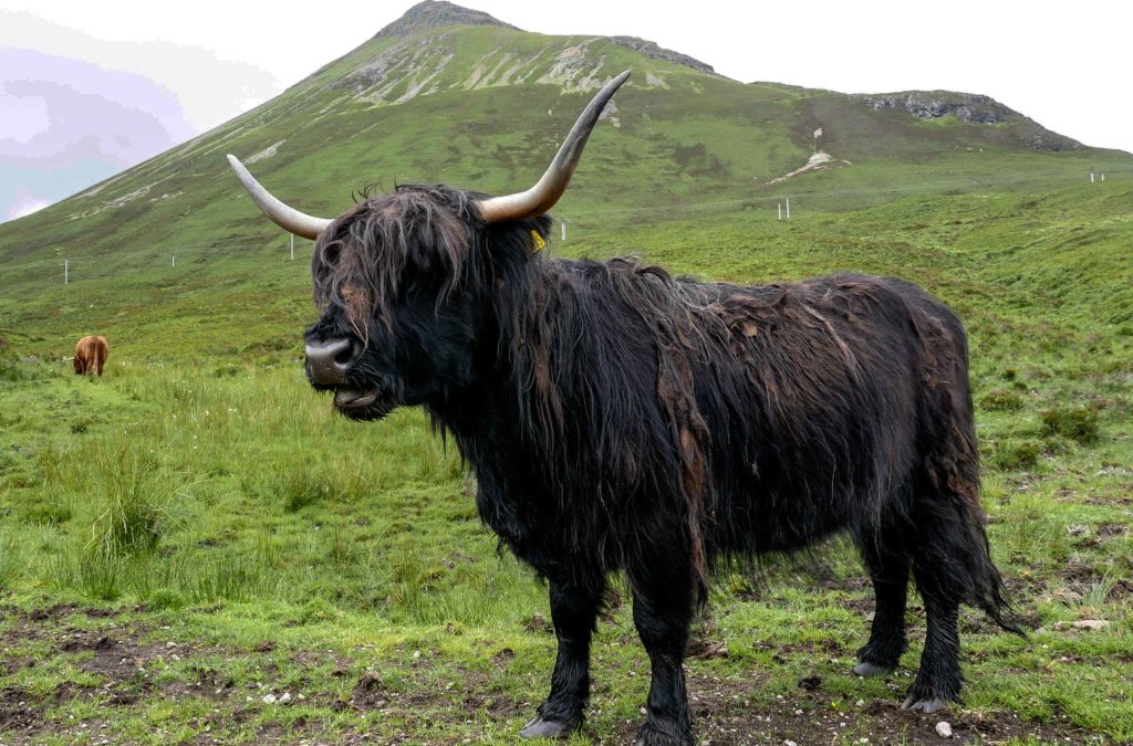 Vache des Highlands