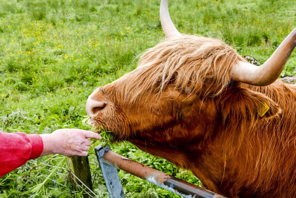 Vache Ecossaise