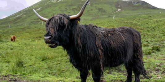 Vache des Highlands
