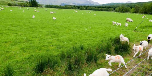 Randonnée West Highland Way en Ecosse