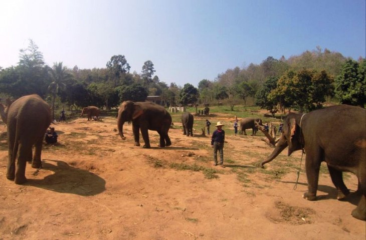 Parc pour éléphants Thaïlande