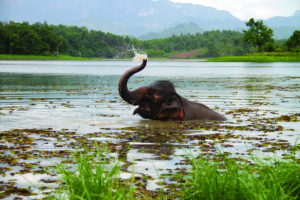 Volontariat éléphants Laos