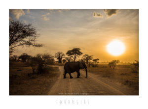 safari en tanzanie