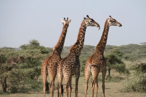 girafes en afrique